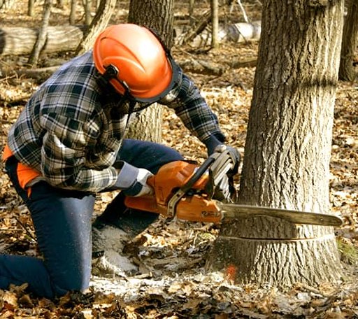 Tree Removal in Pettigrew, AR